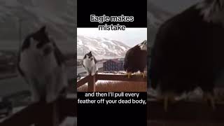 Cat Vs Eagle viralvideo cat funny cuteecats funny [upl. by Annoif]