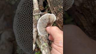 Cogumelo Trametes hirta 🍄🇧🇷cogumelos mushroom fungi satisfying [upl. by Ardnalak]