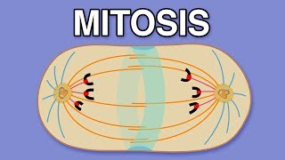 MITOSIS CYTOKINESIS AND THE CELL CYCLE [upl. by Cadman716]