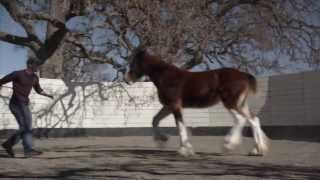 Best Commercials of 2013 Budweiser quotThe Clydesdales Brotherhoodquot [upl. by Calvano]