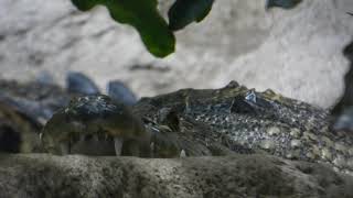 Schnappi Krokodil Mini crocodile Croc Zoo Wien [upl. by Osyth]