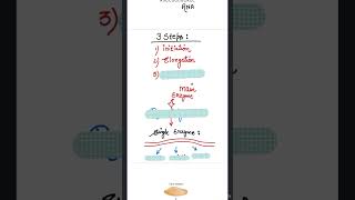 TRANSCRIPTION IN PROKARYOTES  NEET  CBSE  MOLECULAR BASIS OF INHERITANCE [upl. by Pennington926]