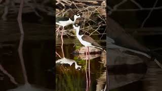 Blacknecked Stilt shorts birds [upl. by Aihsoj]