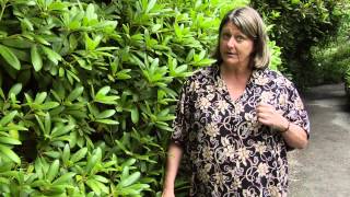 How to Prune Rhododendrons  Instructional Video w Plant Amnesty [upl. by Elleniad]