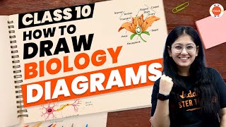 How to Draw Biology Diagrams Class 10 Easily  Tips and Tricks For Biology Diagram CbseClass10 [upl. by Mani]