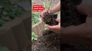 Saving astilbe plant from wilting gardening plantita happyplanting [upl. by Danieu]