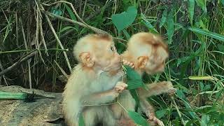 Oh my good Hungry Tony and Ton pick up grass leaves to eat pitifully [upl. by Tnecnev]