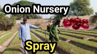 Onion Nursery ko Fungicide Spray [upl. by Templeton]