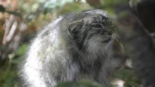 Pallas cat “meowing” [upl. by Adamsen]