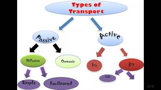 MECHANISM OF URINE FORMATION [upl. by Swisher]