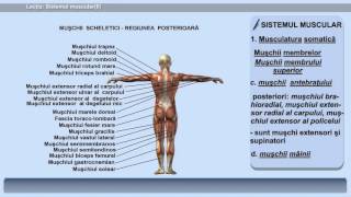 Lecția 21 Sistemul muscular II [upl. by Arte774]