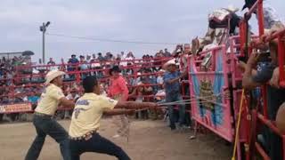 EL TORO MAS ESPECTACULAR DE MÉXICO EL CIENTÍFICO LOCO DE LOS TOROS DIVINOS DE RANCHO LOS LAURE [upl. by Rockel]