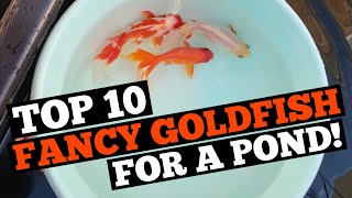 TOP 10 FANCY GOLDFISH for a POND  Can Fancy Goldfish live outdoors [upl. by Slotnick]