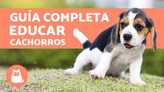 ¿Cómo educar a un cachorro [upl. by Lig354]