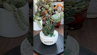 Succulent TipsRepotting Gasteria Gracillis🪴 succulents repotting suculentas [upl. by Mendie]