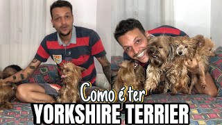 COMO É TER YORKSHIRE TERRIER  CÃES DA RAÇA YORKSHIRE TERRIER [upl. by O'Meara]