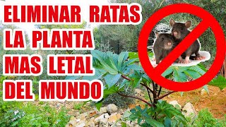 COMO ELIMINAR RATAS  RICINO [upl. by Riegel955]