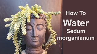 How To Water Sedum Morganianum [upl. by Rockie]