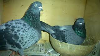 Tumbler Pigeons in Bangalore  All Breeding pairs [upl. by Dnalyar]