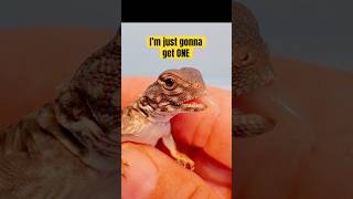 UROMASTYX BABIES Uromastyx flavifasciata orange banded reptiles uromastyx [upl. by Aihsit496]