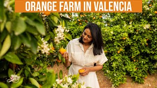 My First Visit To An Orange Farm 🍊 Valencia Spain  Video With Subtitles  Infinity Platter [upl. by Egiarc]