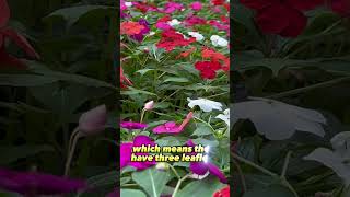 quotThe Ultimate Guide to Impatiens Growing Care and Stunning Varietiesquot [upl. by Gloria]