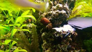 VITTINA SEMICONICA 🐌💘🐌 NERITINA NATALENSIS Caracol red spotted💘Caracol cebra video 4k  HD [upl. by Araccot]