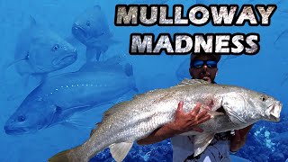 HOW TO CATCH BIG MULLOWAY  JEWFISH OFFSHORE USING LIVEBAIT  Epic underwater footage [upl. by Koren]