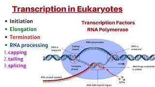 Transcription in Eukaryotes Initiation Elongation Termination Transcription Factors amp RNA processing [upl. by Arahas654]