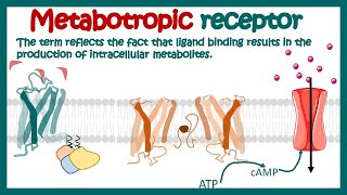 Metabotropic receptors  How do metabotropic receptors work  Examples of metabotropic receptors [upl. by Yanttirb]