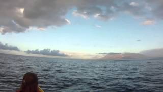 Humpback Whale Breaching in Maui Hawaii on Kayak Tour [upl. by Chema]