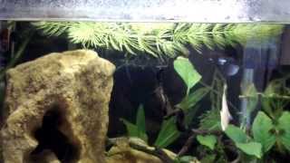 Cura del pesce combattenteBetta splendens parte 1 [upl. by Durwood212]