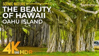 Beautiful Oahu Island in 4K HDR  Ocean Waves of Famous Honolulu Beaches  Ala Moana amp Waikiki Beach [upl. by Stanwinn169]