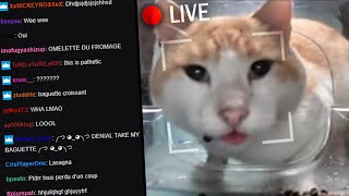 Why is this cat on a livestream [upl. by Molahs629]