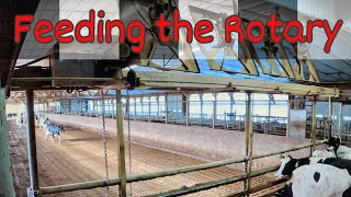 Getting Cow Groups for the Rotary Parlor [upl. by Nirtiac]