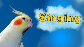 this will make your cockatiel sing  cockatiel bird to singing and talking [upl. by Zink]