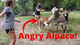 Angry Alpaca ATTACK Rufus Came After ME [upl. by Llerrut]