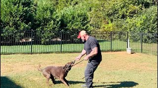 Labrador Retriever  Establishing markers through play  the foundation to eliminate reactivity [upl. by Pearle978]