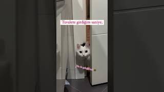 Bakhele bide gelek mi 😻 cat kedi catlovers cats catlover 🎥sezenpismaniye [upl. by Ennywg]