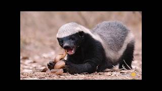 Honey Badger  Natures Toughest Warrior [upl. by Adnolaj]