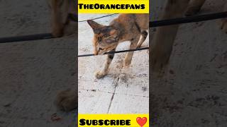 टेक सपोर्ट कैट टोफू ने की टूटे केबल को ठीक करने की कोशिश catlovers cat funnyvideo viralcats [upl. by Vetter970]