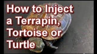 How to Inject a Terrapin Tortoise or Turtle  Tai Wai Small Animal amp Exotic Veterinary Hospital [upl. by Patrica]