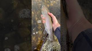 Insane blue winged olive hatch today The fish were eating like crazy on the surface [upl. by Anirat]