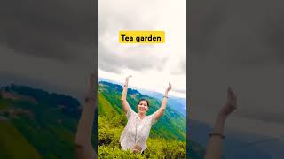 Exploring tea garden darjeeling Adventures viral youtubeshortsTravelDiaries Artivlogs04 [upl. by Ynnep525]