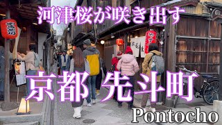 2024年2月23日 河津桜が咲き出す京都先斗町を歩く Walking through Pontocho Kyoto 【4K】 [upl. by Chloe]