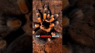 Meet the Mexican Red Knee Tarantula Nature’s Most Stunning Arachnid brazilianwildlife naturenerd [upl. by Beltran460]