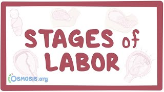 Stages of labor  physiology [upl. by Atinar]