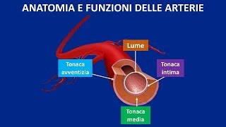 Apparato circolatorio anatomia e funzioni delle arterie [upl. by Onra13]