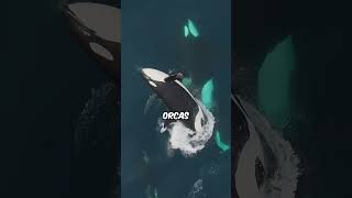 The Real Reason Why Orcas Don’t Kill Humans 🤯 [upl. by Eiramadnil]