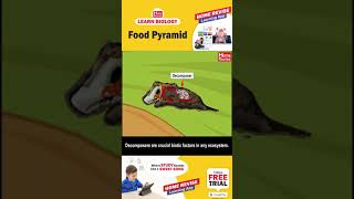 Food Pyramid  Learn Biology with Home Revise [upl. by Slohcin]